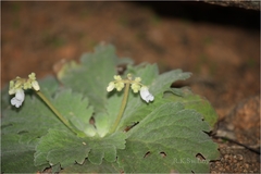 Didymocarpus innominatus